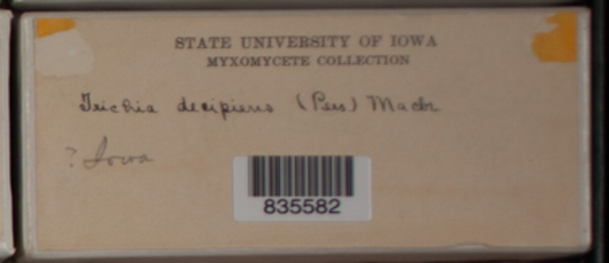 Trichia decipiens image
